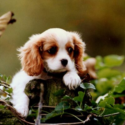 Portrait photo of dog